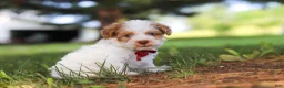 Yorkiepoo dogs for sale: Jackson - Ad 1