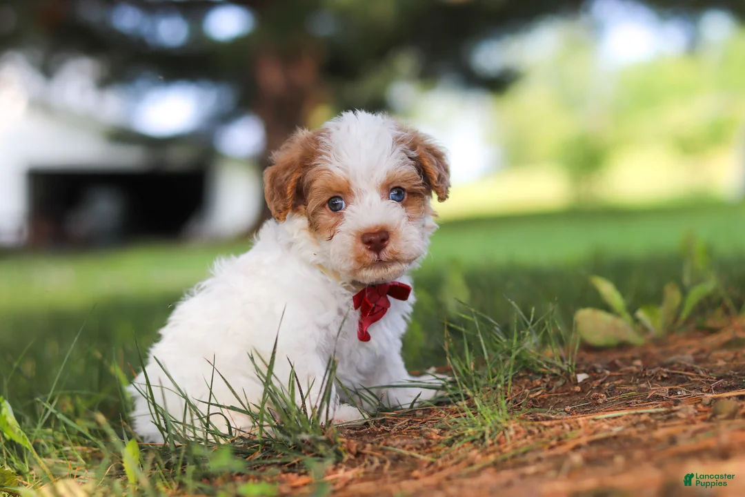 Yorkiepoo dogs for sale: Jackson - Ad 1
