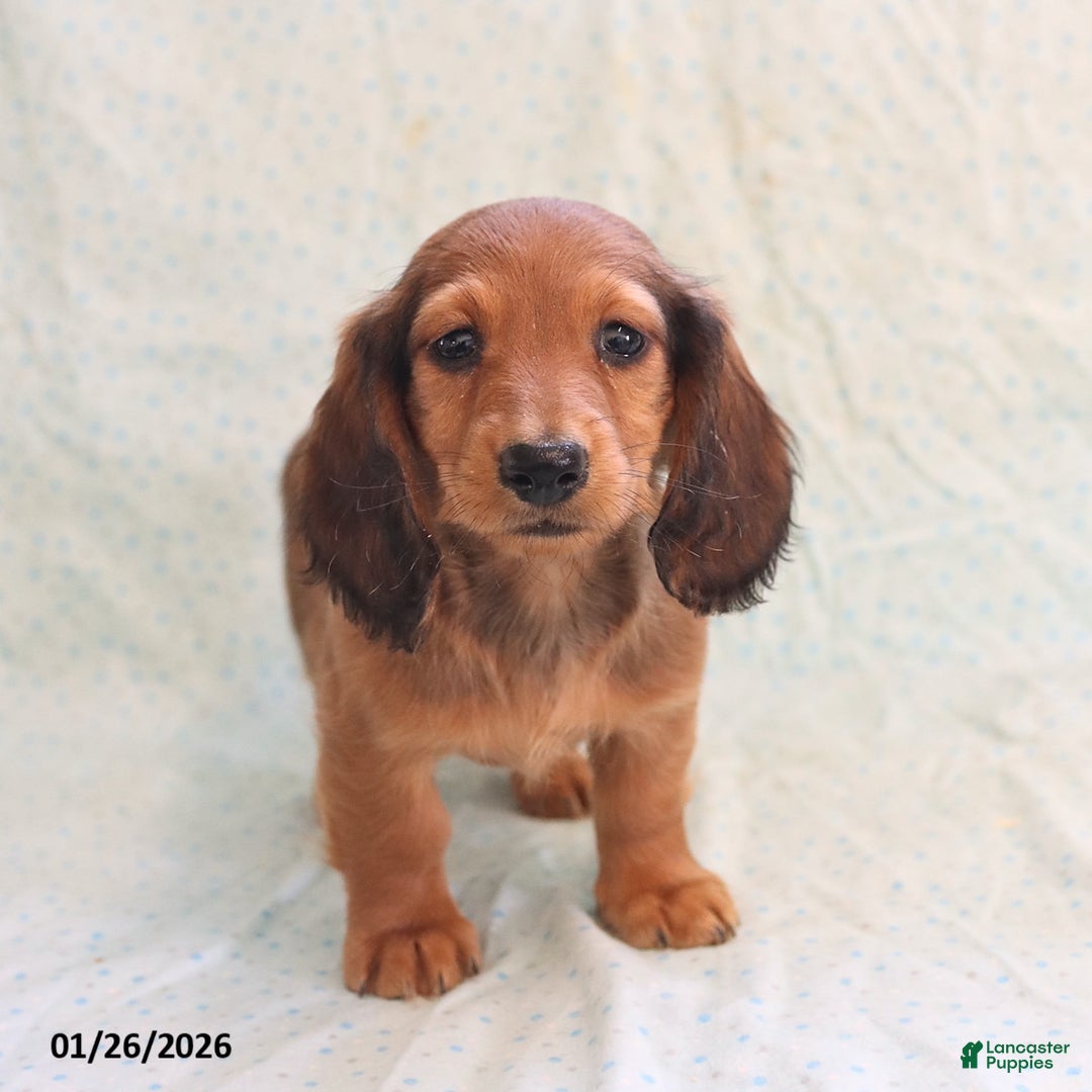 Miniature Dachshund dogs for sale: Jason - Ad 3