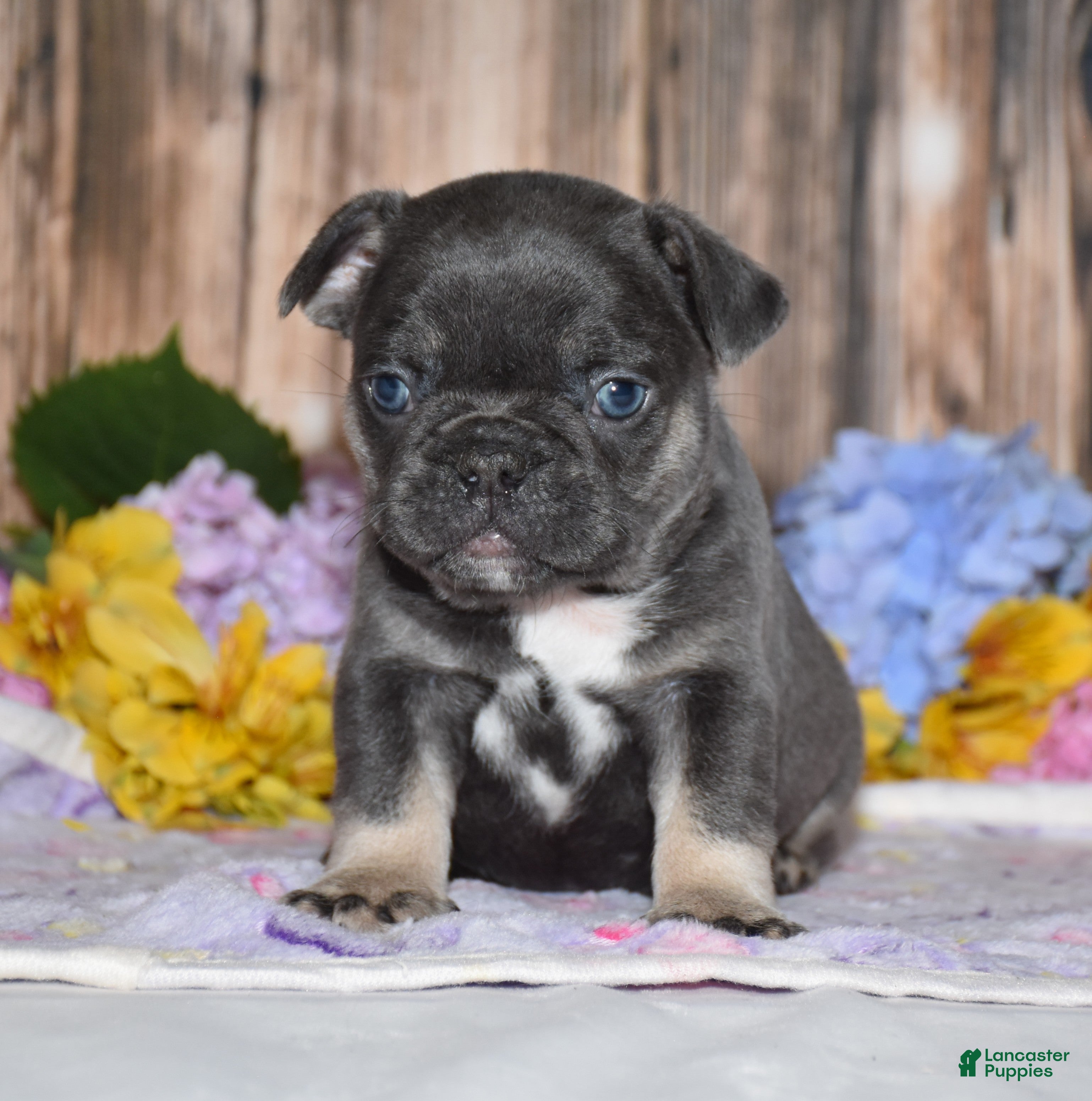 French Bulldog dogs Ford - Ad 1
