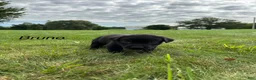 Labrador Retriever dogs for sale: Bruno - Ad 8