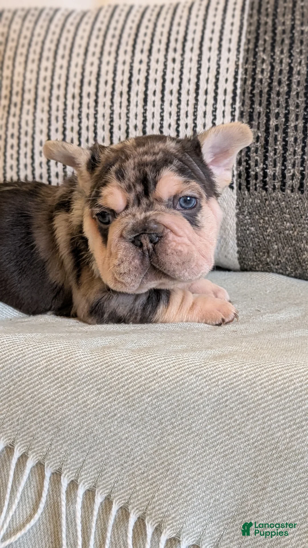 French Bulldog dogs for sale: Rocco - Ad 6