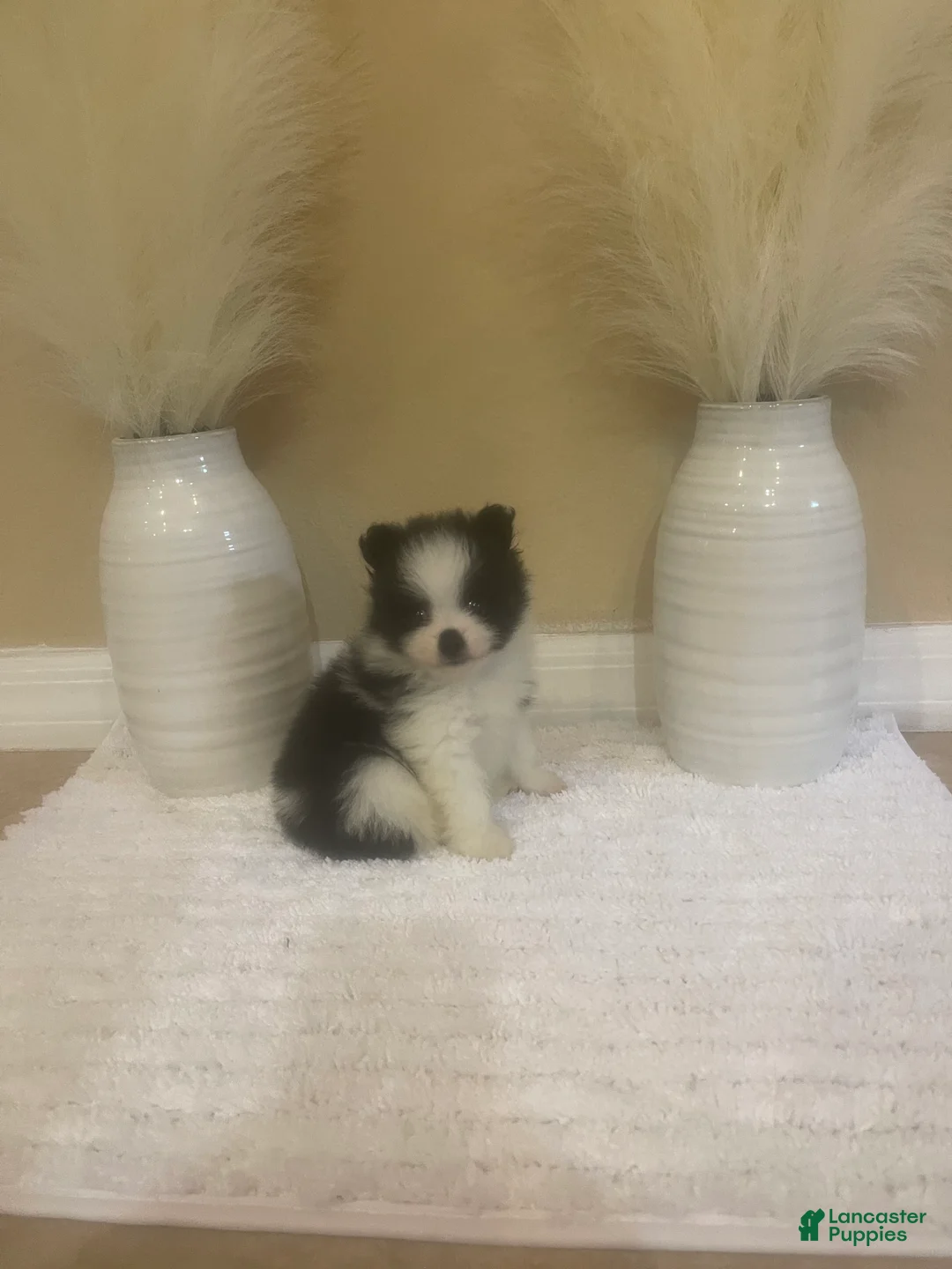 Pomeranian dogs for sale: Pomeranian 3 - Ad 8