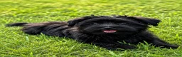 Biewer Terrier dogs for sale: Eclipse - Ad 1