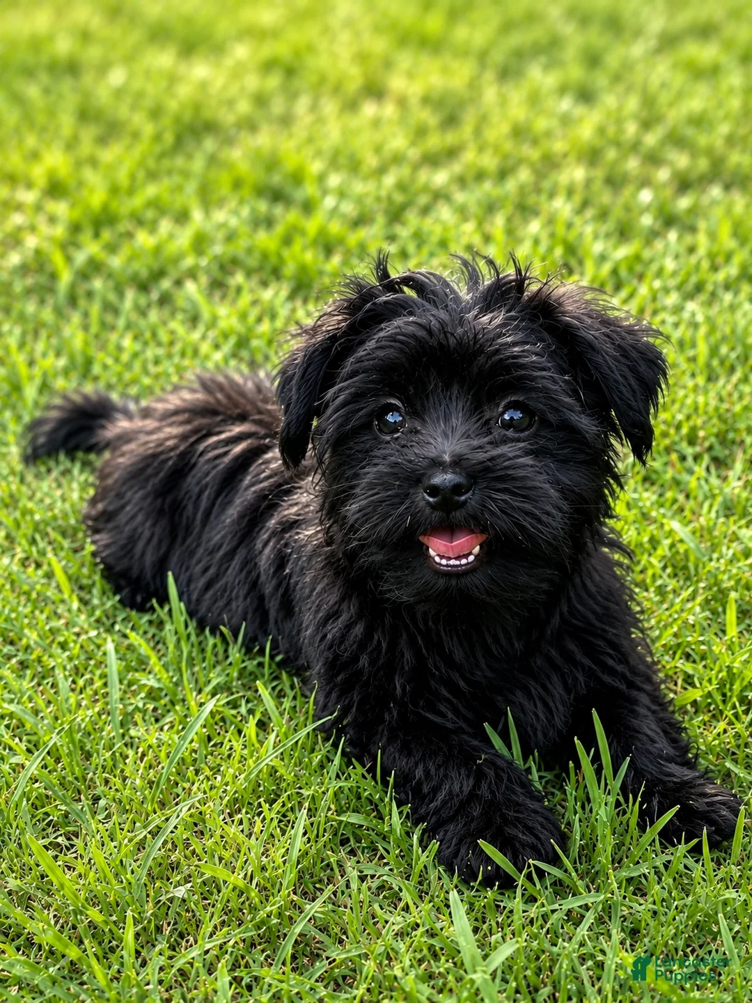 Biewer Terrier dogs for sale: Eclipse - Ad 1