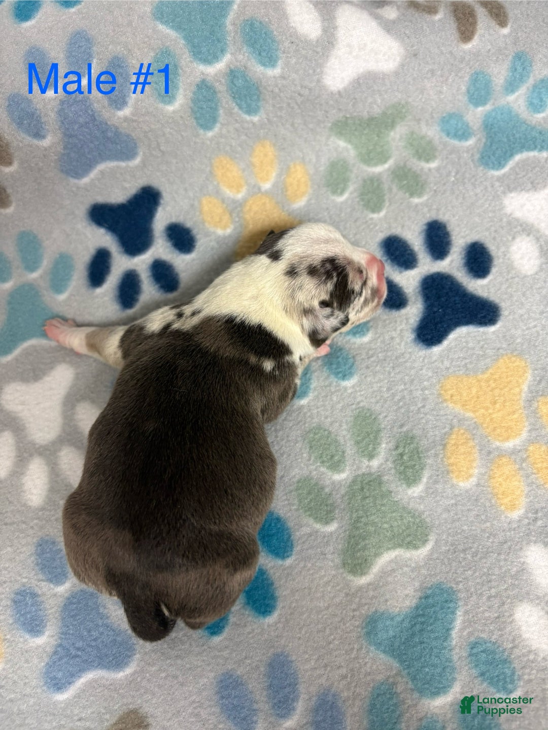 American Bully dogs for sale: Oreo - Ad 10