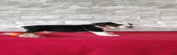 Beabull dogs for sale: Rowan - Ad 4