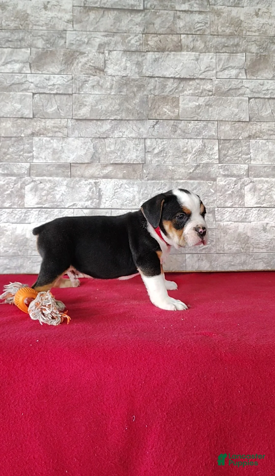 Beabull dogs for sale: Rowan - Ad 2