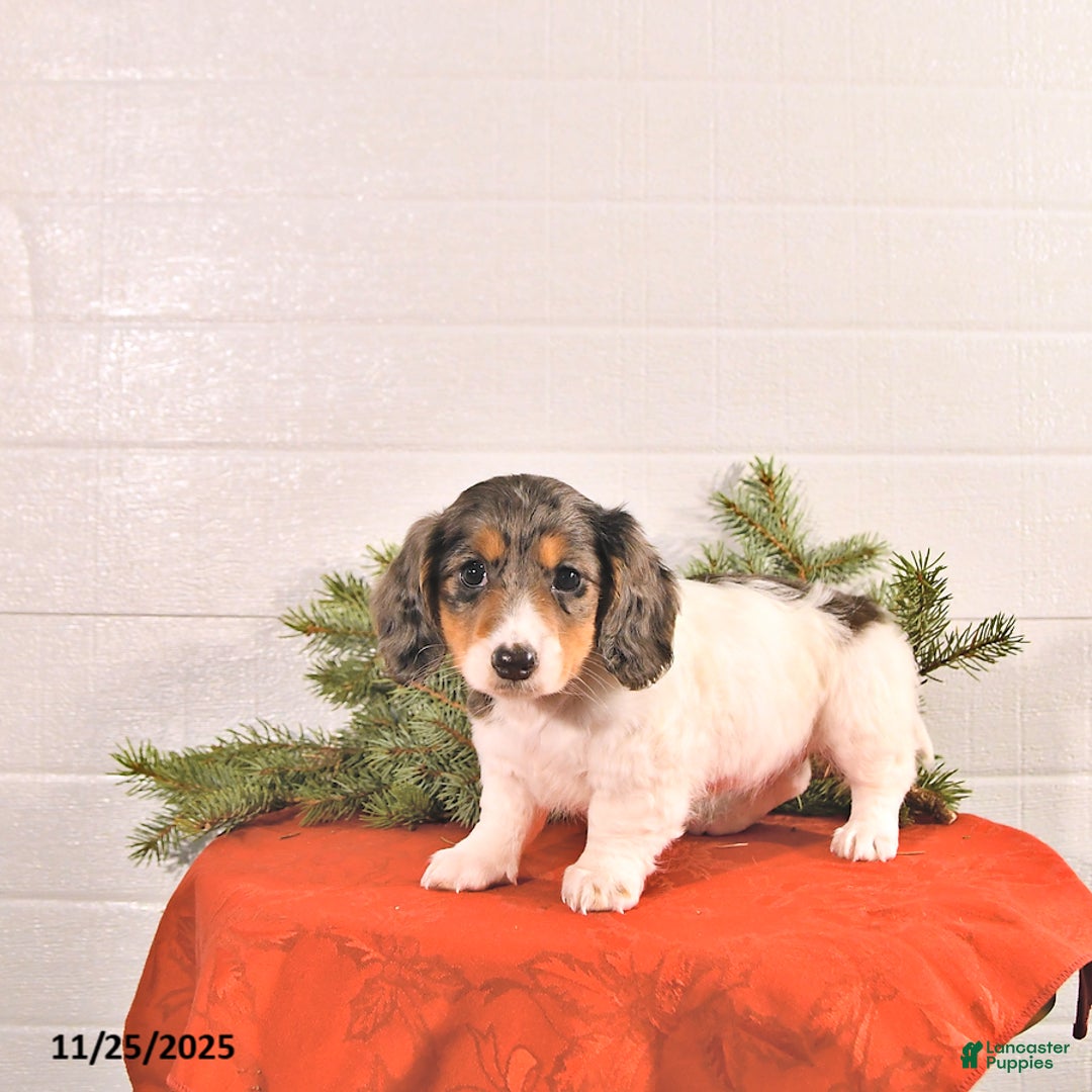 Miniature Dachshund dogs for sale: Starla - Ad 3