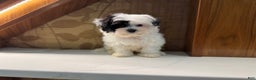 Morkie dogs for sale: Jasmine - Ad 4