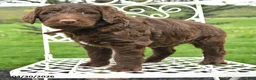 Labradoodle dogs for sale: Emily - Ad 2
