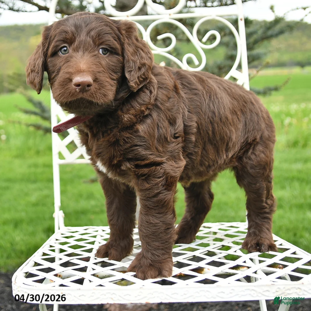 Labradoodle dogs for sale: Emily - Ad 2