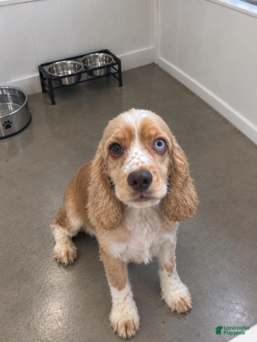 Cocker Spaniel dogs for sale: 💛🤍  Bella 🤍💛 - Ad 7