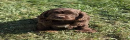 Cocker Spaniel dogs for sale: Emmet - Ad 7