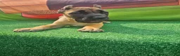 Cane Corso dogs for sale: MAX - Ad 3