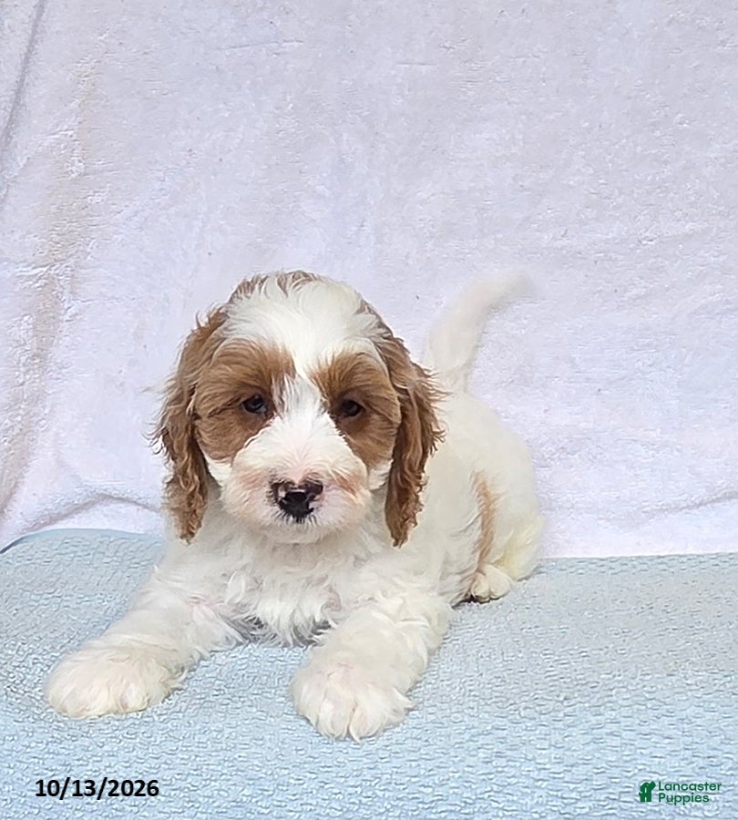 Cavapoo dogs Biscuit - Ad 2