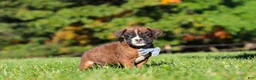 Boxer dogs for sale: Benji - Ad 5
