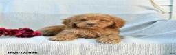 Mini Goldendoodle dogs for sale: Melody - Ad 10
