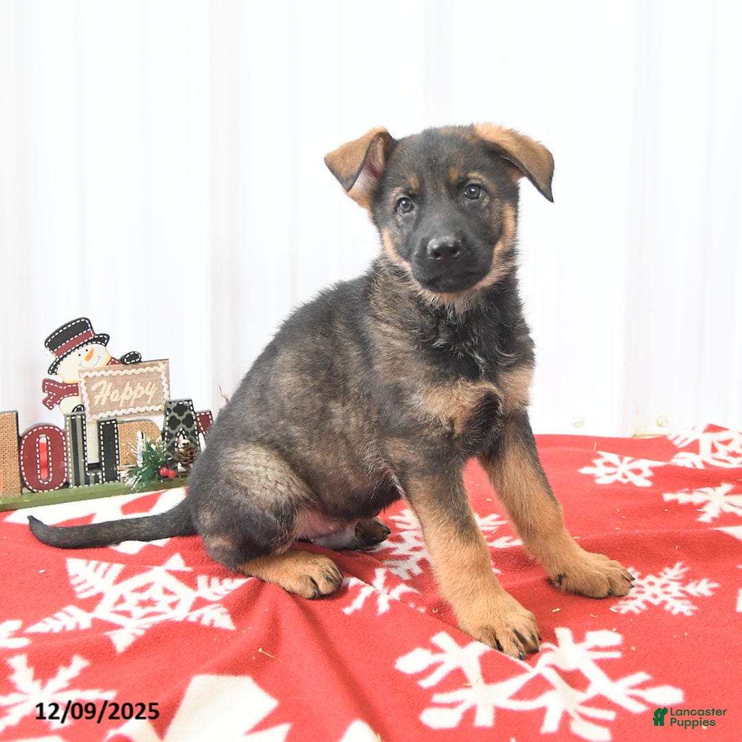 German Shepherd dogs for sale: Lucky  - Ad 2