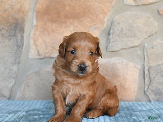 Mini Goldendoodle dogs - Ad 41