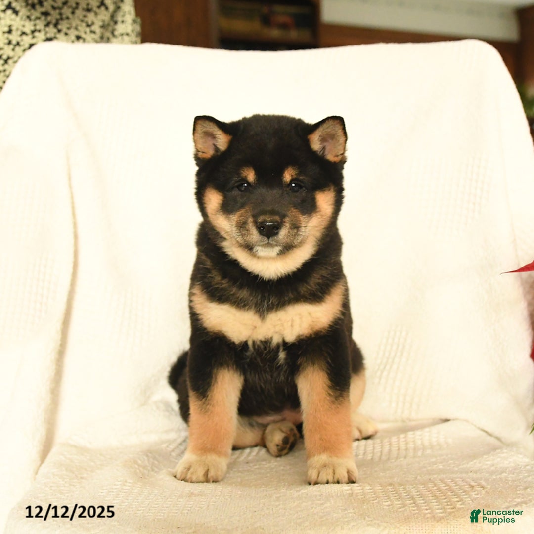Shiba Inu dogs for sale: Pip  - Ad 2