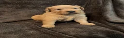 Golden Retriever dogs for sale: Golden Retriever 1 - Ad 2