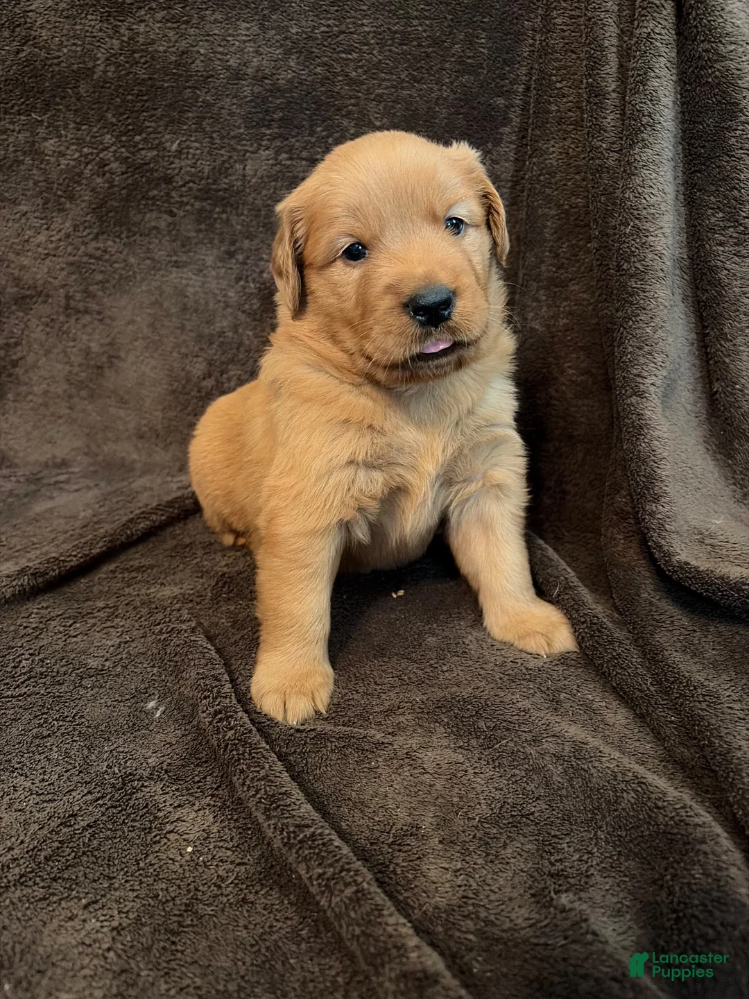 Golden Retriever dogs for sale: Golden Retriever 1 - Ad 2
