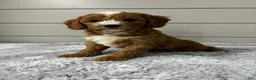 Cavapoo dogs for sale: Maverick  - Ad 4