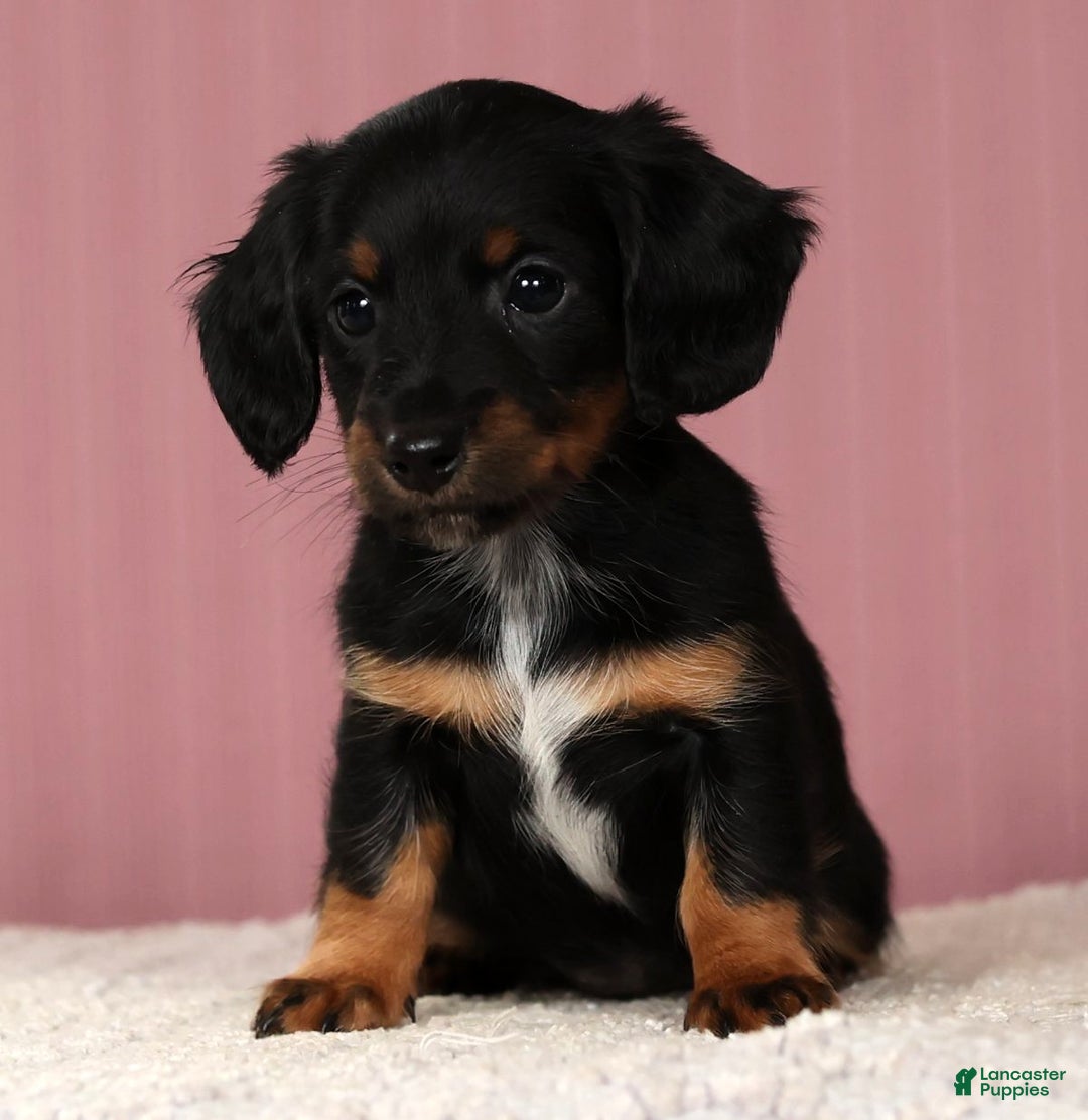 Miniature Dachshund dogs for sale: Kimberly - Ad 4