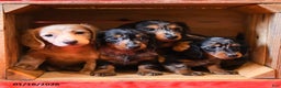 Miniature Dachshund dogs for sale: Domino - Ad 3