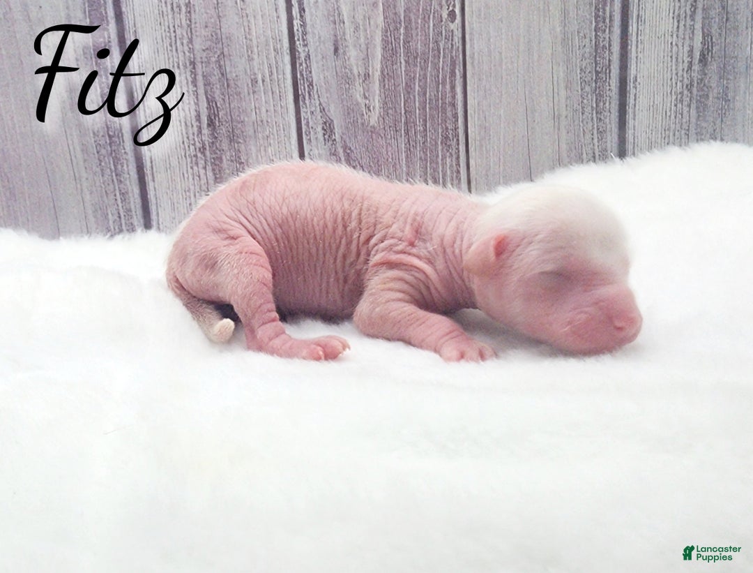 Mixed Breed dogs for sale: Fitz - Ad 1