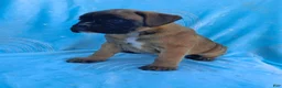 Boxer dogs for sale: Taylee - Ad 4