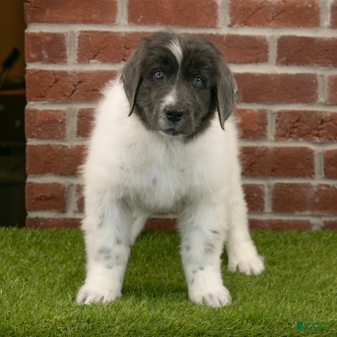 Newfoundland dogs for sale: Dash - Ad 2