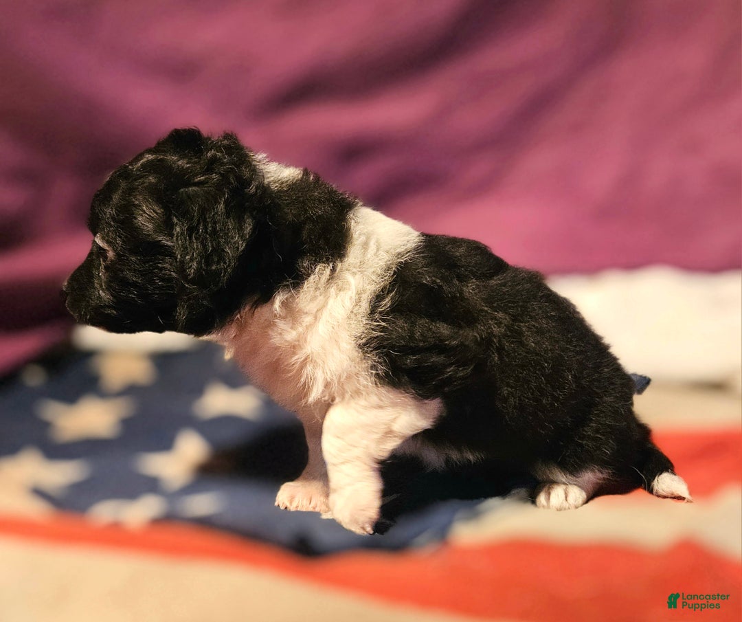 Chihuahua dogs for sale: Cindy (T-Cup) - Ad 4