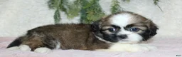 Shih Tzu dogs for sale: Shih Tzu 3 - Ad 2
