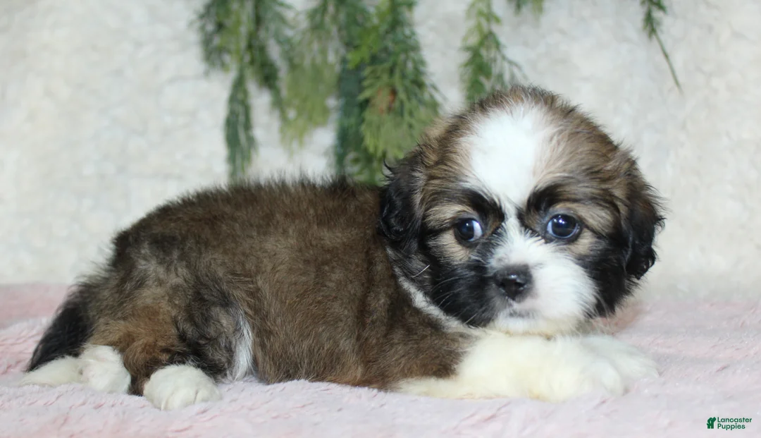 Shih Tzu dogs for sale: Shih Tzu 3 - Ad 2