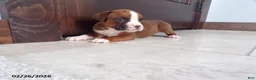 Boxer dogs for sale: Wrangler - Ad 3