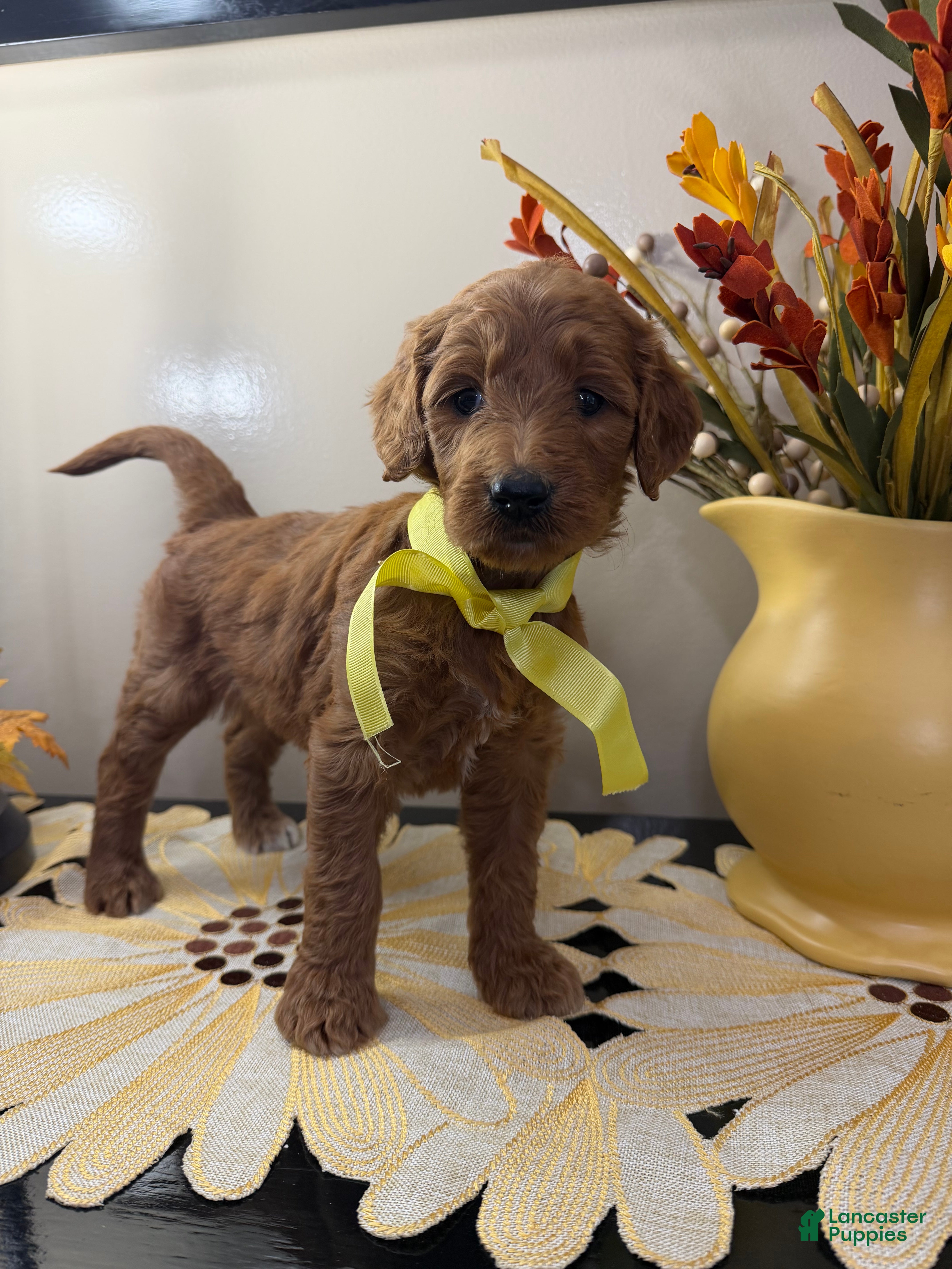 Goldendoodle dogs JYPSY - Ad 2