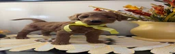 Goldendoodle dogs for sale: JYPSY - Ad 2