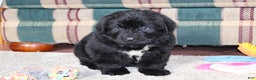 Newfoundland dogs for sale: Tanya - Ad 6