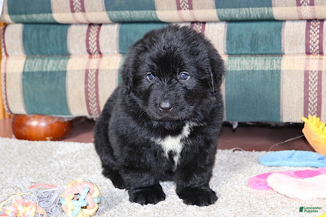 Newfoundland dogs for sale: Tanya - Ad 6