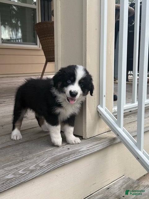 Miniature Australian Shepherd dogs for sale: DIESEL - (Green Collar) - Ad 4