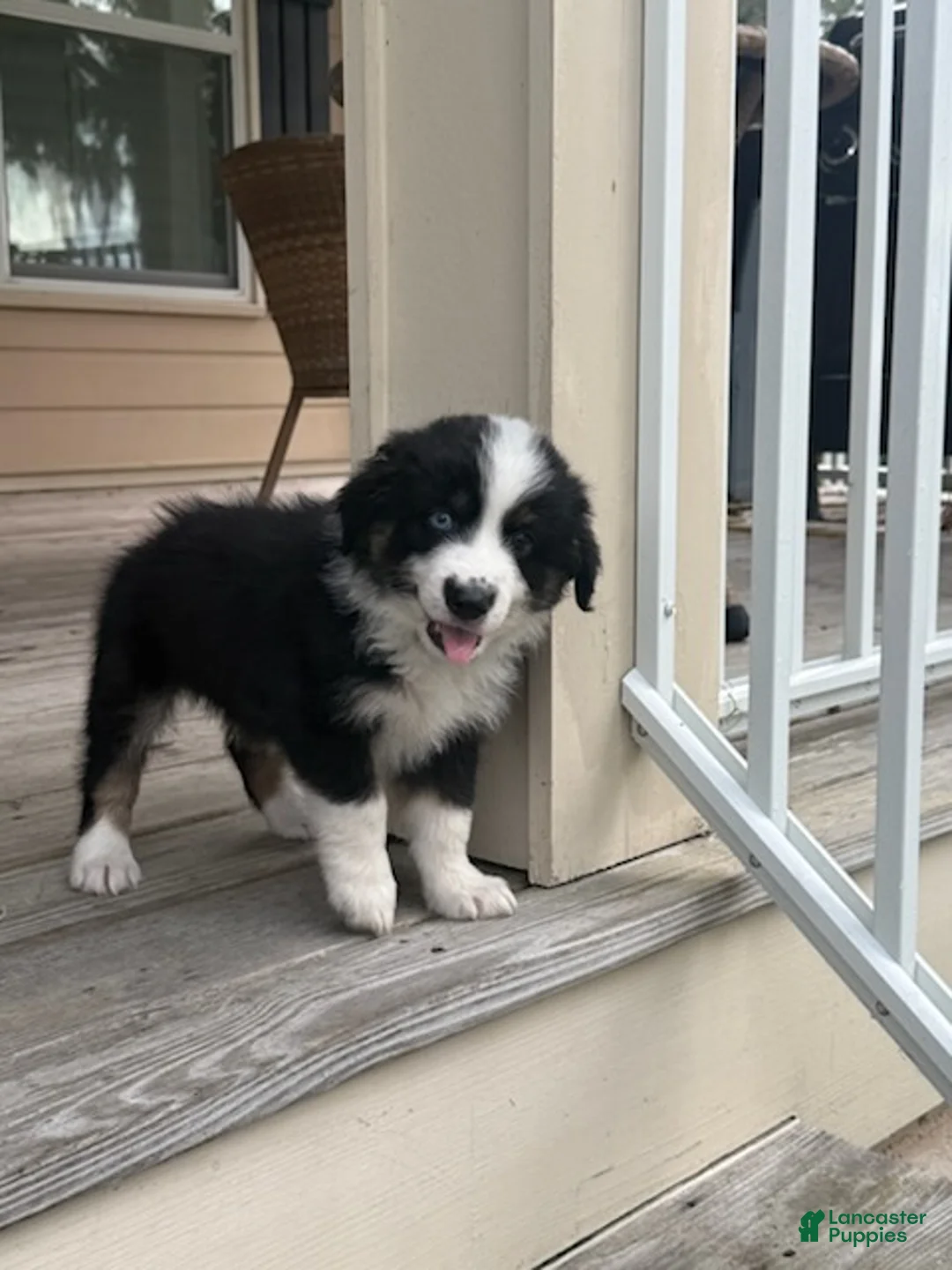 Miniature Australian Shepherd dogs for sale: DIESEL - (Green Collar) - Ad 1