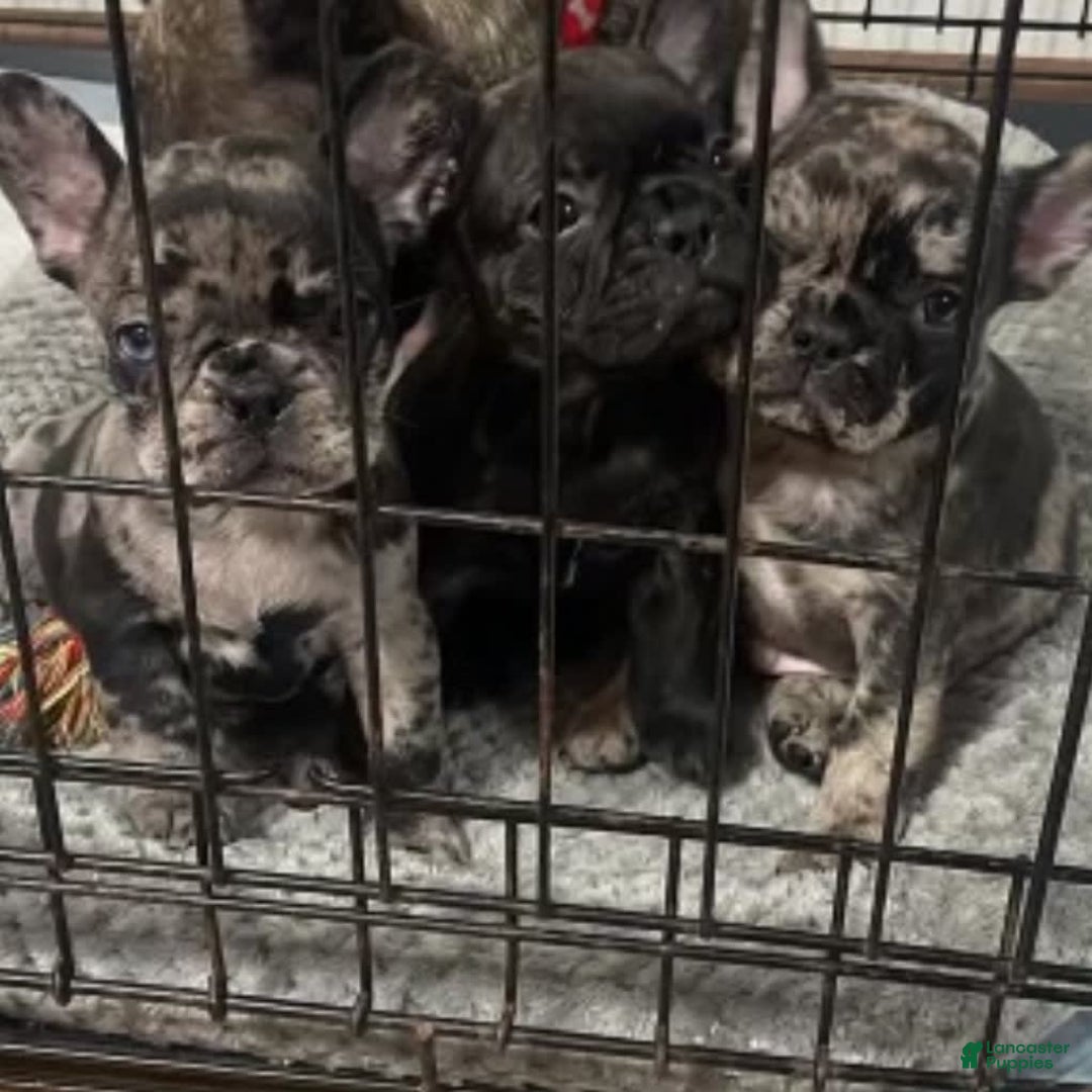 Gallery Image {{count}}