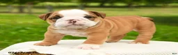 English Bulldog dogs for sale: Hank - Ad 2