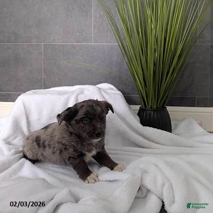 Mixed Breed dogs Nellie - Ad 4