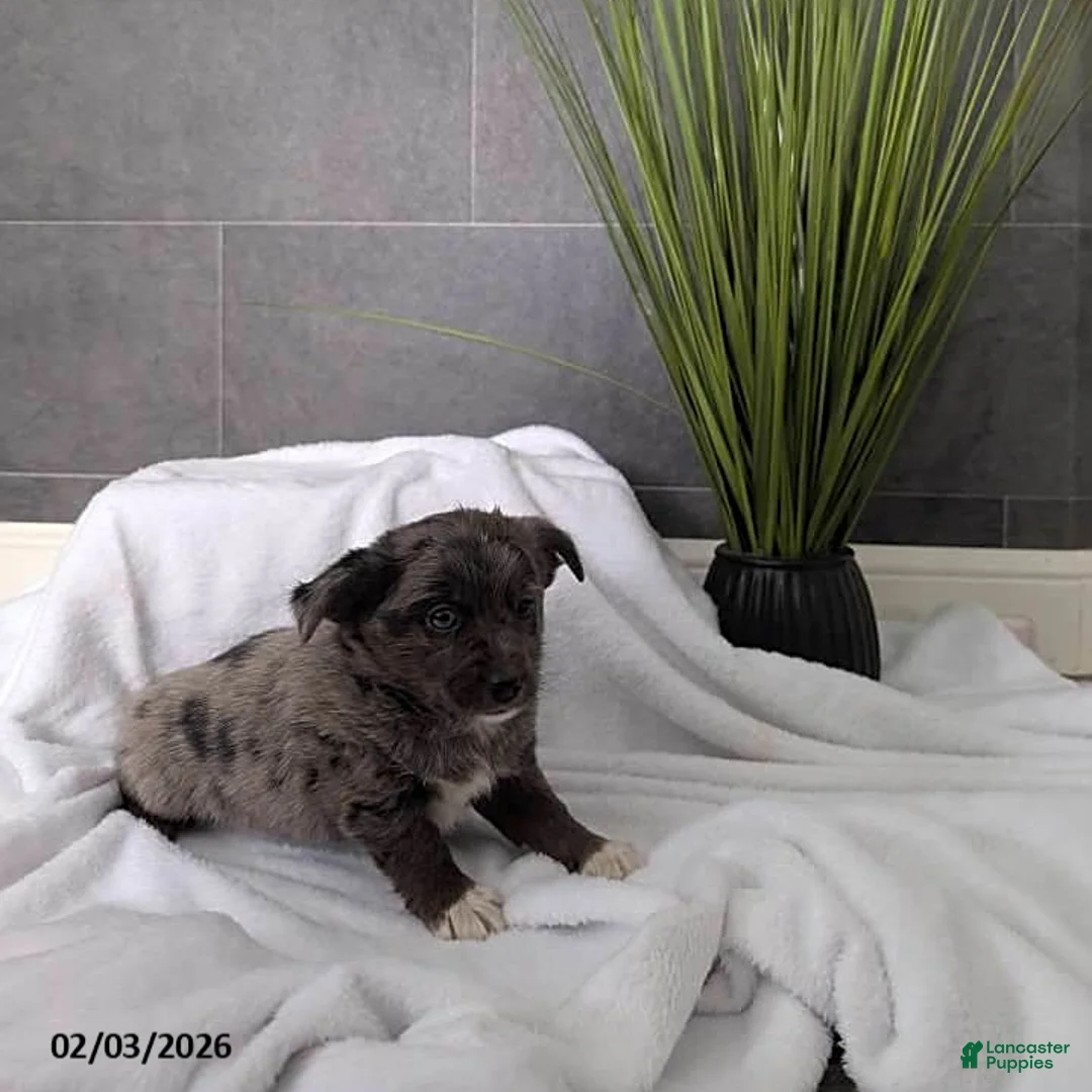 Mixed Breed dogs for sale: Nellie - Ad 1