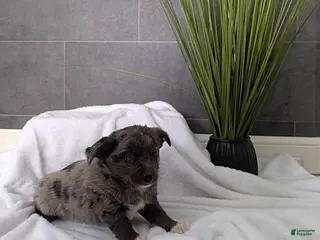 Mixed Breed dogs Nellie - Ad 4