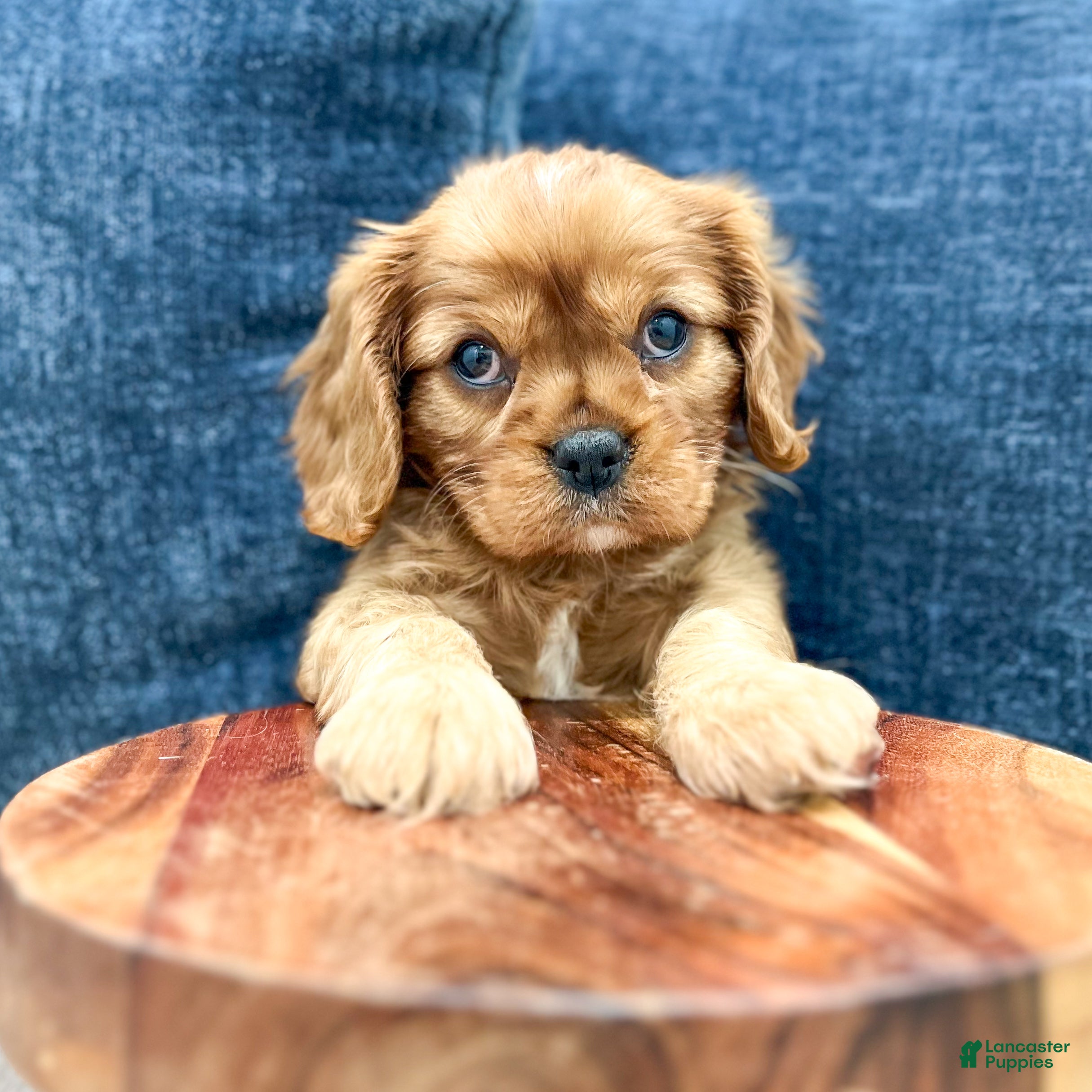 Cavalier King Charles Spaniel dogs Ollie - Ad 2
