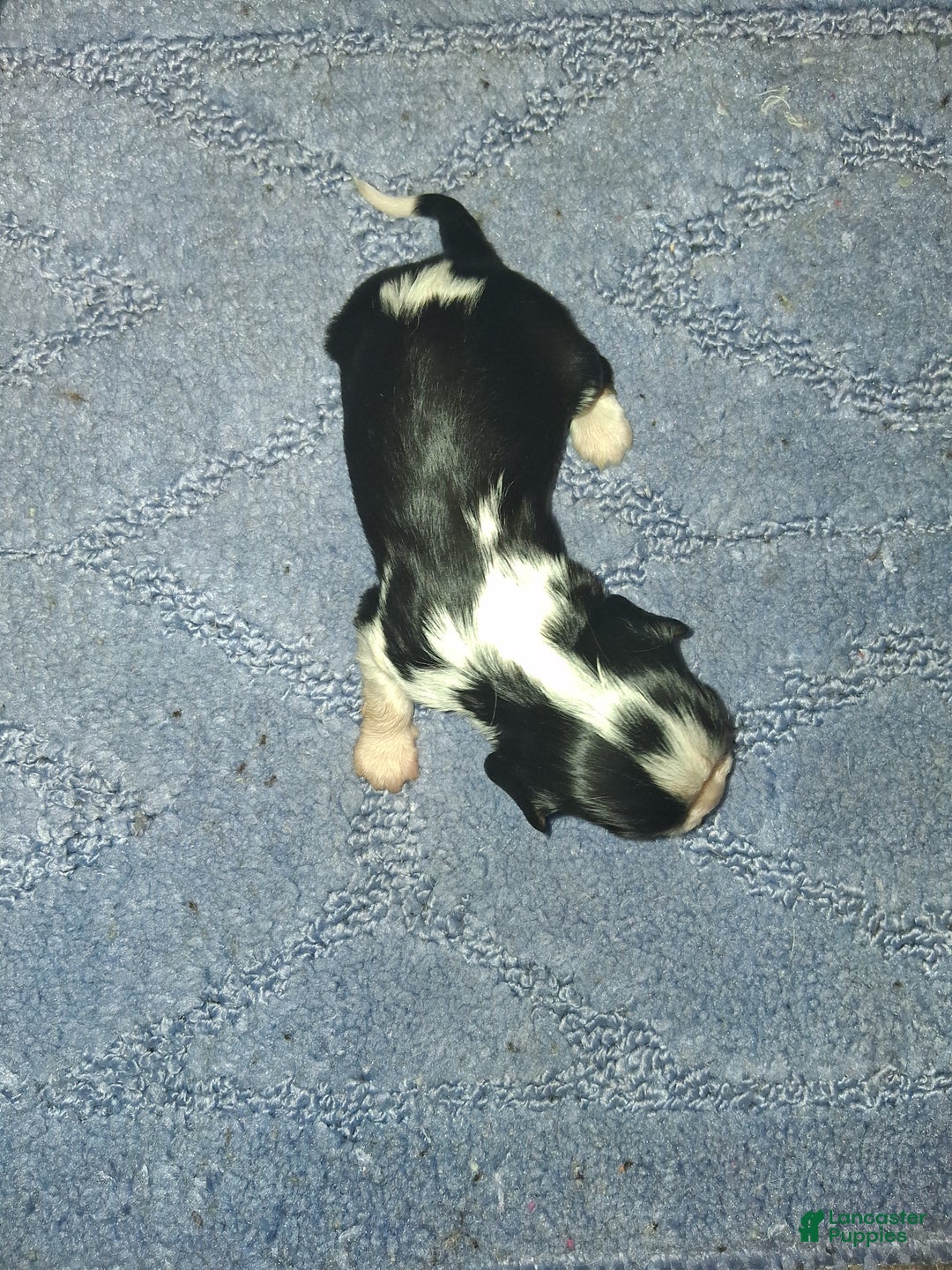 Cavalier King Charles Spaniel dogs for sale: Charles  - Ad 3